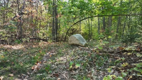 Reverse Forest Pull From Rock – Simcoe Rail Trail Stock Footage 319716829