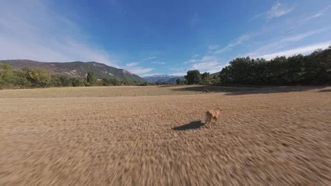 Reverse FPV flight over grazing cows in the rural Pyrenees Stock Footage 345996797