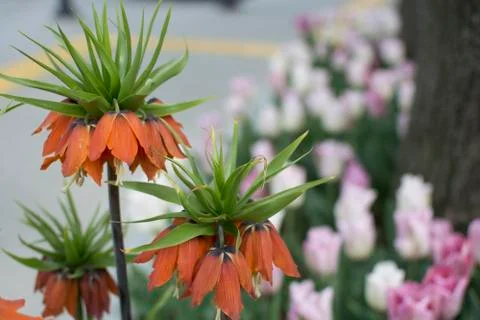 Reverse lale Stock Photos