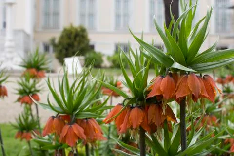 Reverse lale Stock Photos