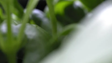 Reverse Macro Dolly Shot through Basil Leaves - 4K Slow Motion Footage Stock Footage 336331636