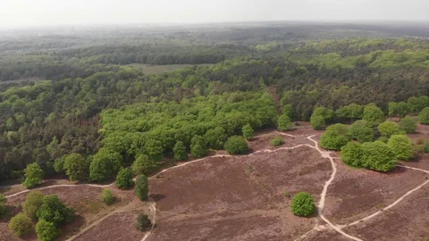 Reverse motion of nature in the Netherlands 動画素材 129663582