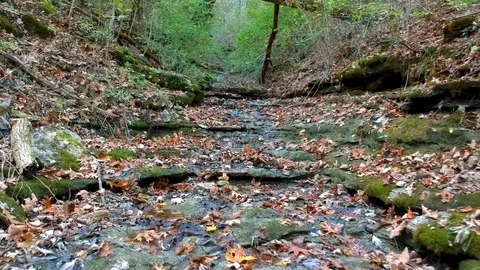 Reverse motion over creek bed, Kentucky woods with fall autumn leaves Stock Footage 118253445