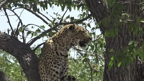 Reverse move: wide-to-tight on seated leopard — Part 25 Vídeos de archivo 320790269