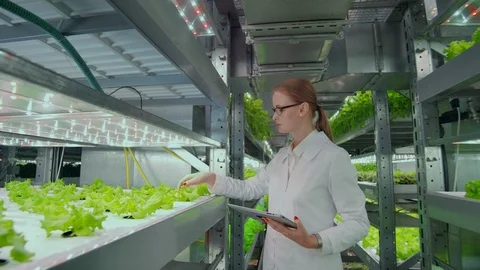 The reverse movement of the camera along the corridor, a modern farm, scientists Stock Footage 113818127