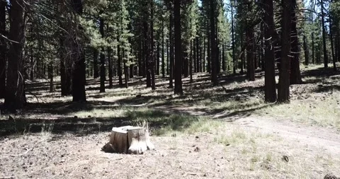 Reverse Movement Through Eastern Sierra Nevada Mountains Inyo National Forest Video stock 219581394