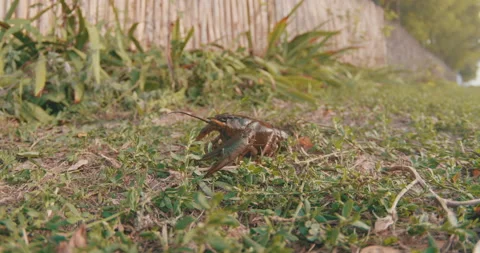 Reverse Moving Crayfish in Grass Stock Footage 162011859