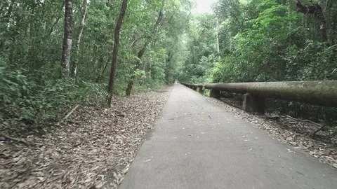 Reverse moving view through scary trees and roadway Stock Footage 142982159