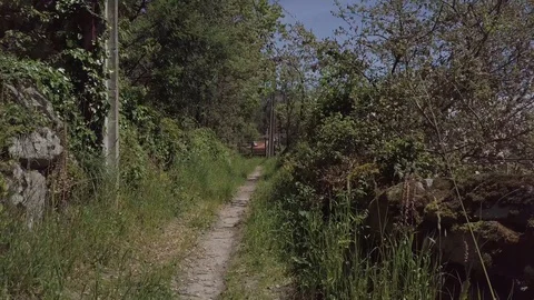 REVERSE NATURE PATH SUNNY DAY Stock Footage 90178635