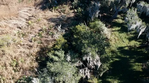 Reverse overhead shot of swampland with barren trees Stock Footage 101661378