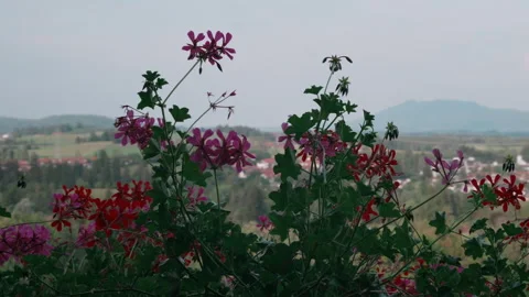 Reverse Parallax Close-Up of Red Geraniums with a Soft Blurred Mountain Backdrop Stock Footage 344242893