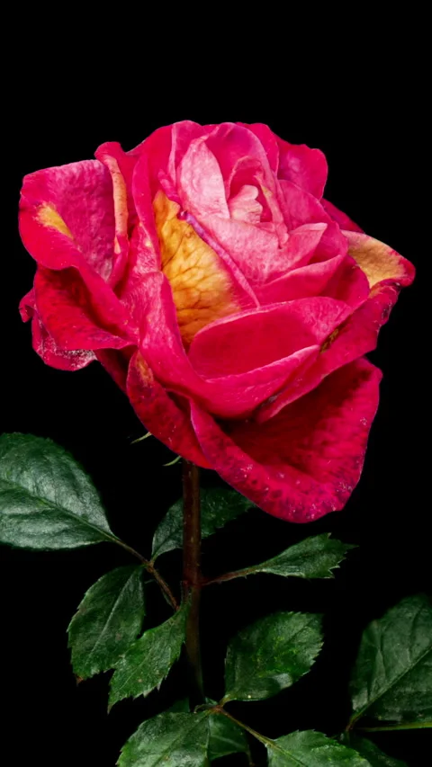 Reverse Red Rose Blooming in Time Lapse. Tender Pink Flower Moving Petals i.. Stock Footage 333073043