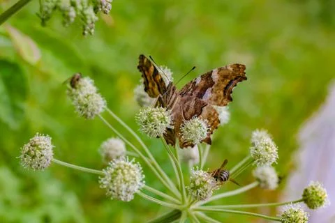 The reverse side of a black orange butterfly on a white flower close-up Stock Photos