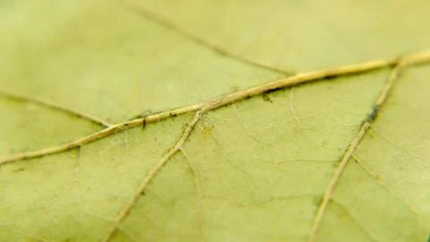 The reverse side of the dried leaf of the tree Stock Photos