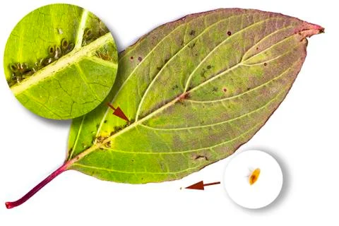The reverse side of the leaf of a fruit tree with parasites, aphids. Highligh Stock Photos