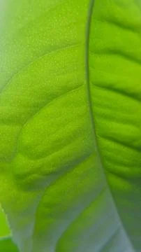 The reverse side of a leaf of the tree Stock Photos