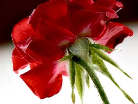Reverse side of rose flower close-up on black and white background Stock Photos