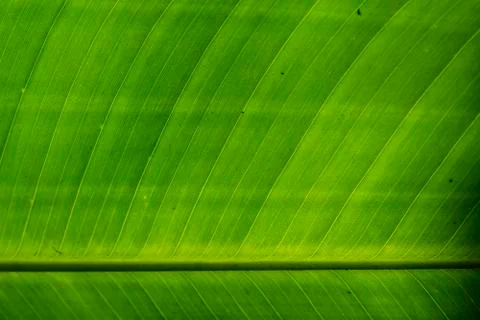 Reverse side of a tropical leaf, Close up abstract Stock Photos