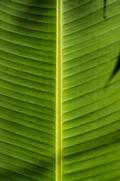 Reverse side of a tropical leaf, Close up abstract Stock Photos
