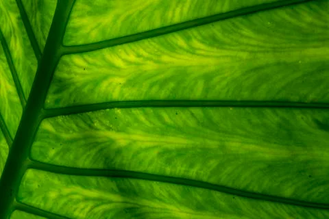 Reverse side of a tropical leaf, Close up abstract Stock Photos