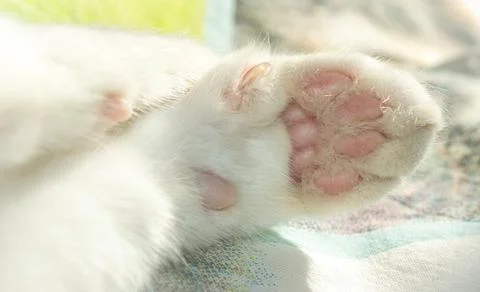 Reverse side of a white cat's paw. Claw and pink pads on the cat's paw Foto stock