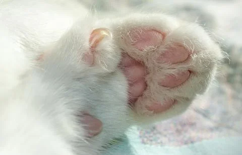 Reverse side of a white cat's paw. Claw and pink pads on the cat's paw Stock Photos