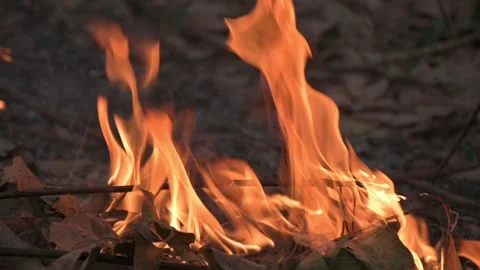 Reverse Slow-motion fire burning dry leaves. Stock Footage 246526925