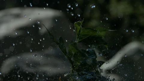 Reverse of Slow Motion of Water Sprinkling Heavily on a Green Herbal Plant Stock Footage 270387472
