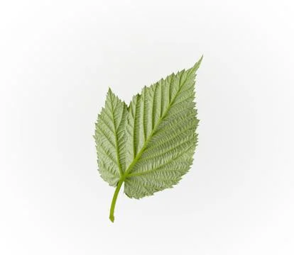 Reverse structural side of a green raspberry leaf on a white background Stock Photos