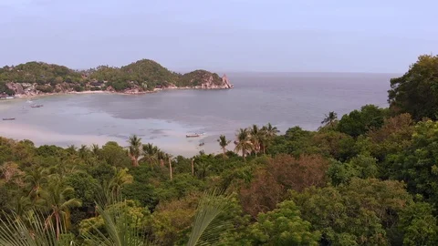 Reverse Through Palms / Drone Shot Stock Footage 112367308