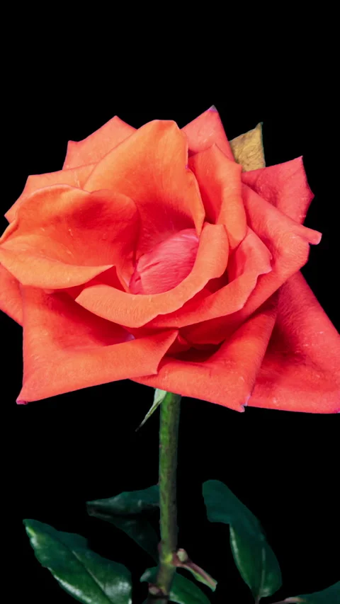 Reverse Time Lapse of Orange Rose Growing Blossom From Bud to Big Flower on.. Stock Footage 332000530