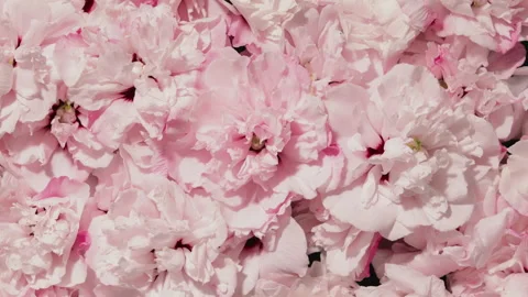 Reverse time-lapse pink flowers blooming, wither to bloom flower texture Video stock 250994202