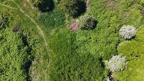 Reverse Top-Down Drone Flyover of Lush Green Trees and Flowering Shrubs Stock Footage 309762276