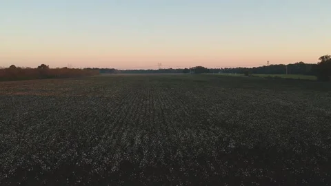 Reverse tracking shot over large cotton field Stock Footage 131341432