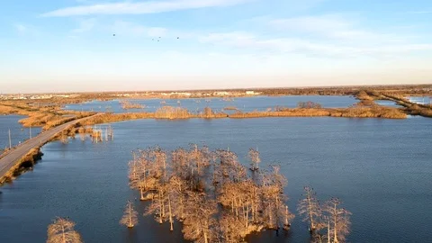 Reverse tracking shot overlooking trees in lake with birds deep in the bayou Stock Footage 101304767