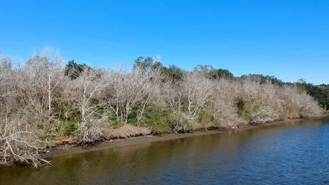 Reverse tracking shot of trees with barren branches along river Stock Footage 101550115