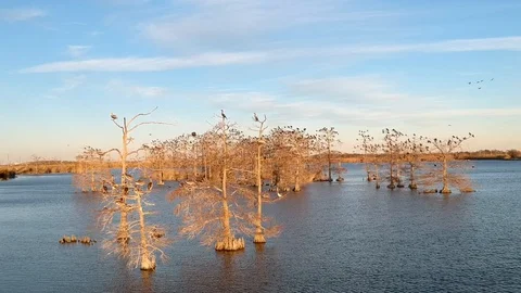 Reverse tracking shot of trees in middle of lake deep in the bayou Stock Footage 101304746