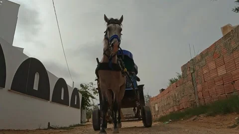 Reverse tracking view of horse pulling carriage in Tunisia Видео 280879156