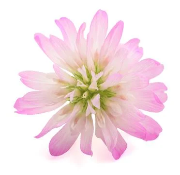 Reversed clover Stock Photos