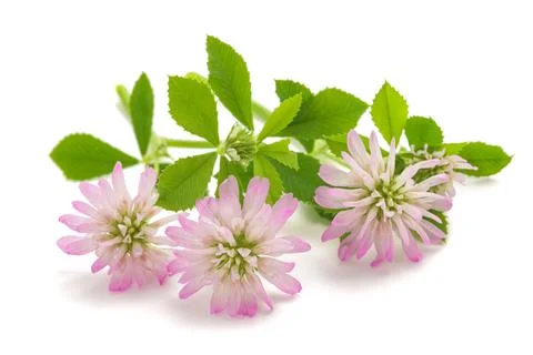 Reversed clover Stock Photos