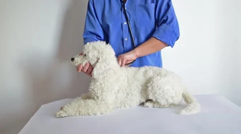 Review a dog Stockbeeldmateriaal 58598376