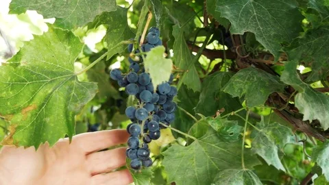 Review of the grapes Stock Footage 80125702
