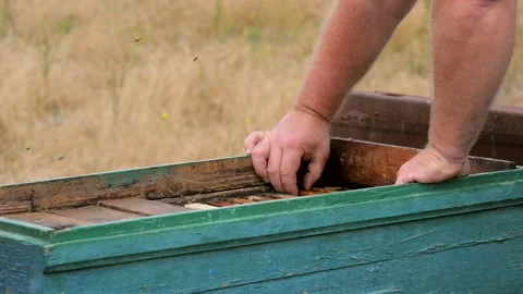Reviewing Honey Frames in the Beehive Stock Footage 134966128
