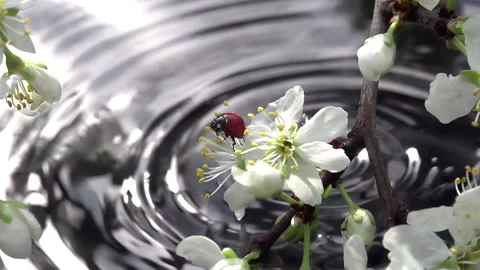 Reviving Nature 4K 422 Stock Footage 289444680