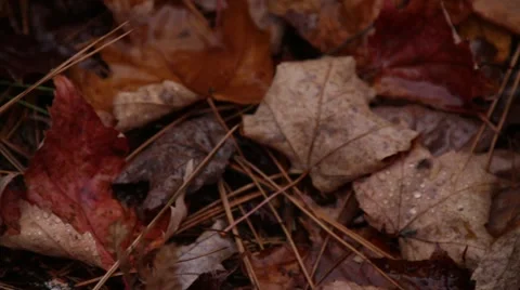 Revolve pan to droplets on leaf Stock Footage 44212075