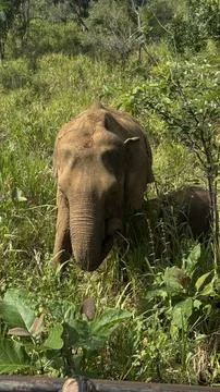 Rewilding mindset with Asian elephant roaming through green grassland, natu.. Stock Photos