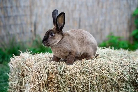 Rex castor rabbit- medium sized rabbit sits on green grass on sunny day Stock Photos