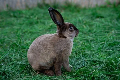 Rex castor rabbit- medium sized rabbit sits on green grass on sunny day Stock Photos