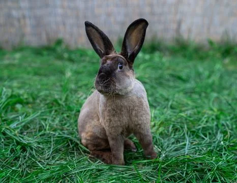 Rex castor rabbit- medium sized rabbit sits on green grass on sunny day Stock Photos