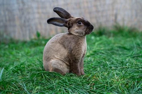 Rex castor rabbit- medium sized rabbit sits on green grass on sunny day Stock Photos